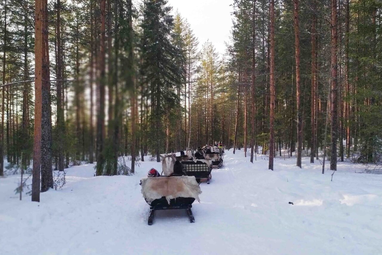 Premium Husky Reindeer Safari Combo With Lunch Rovaniemi