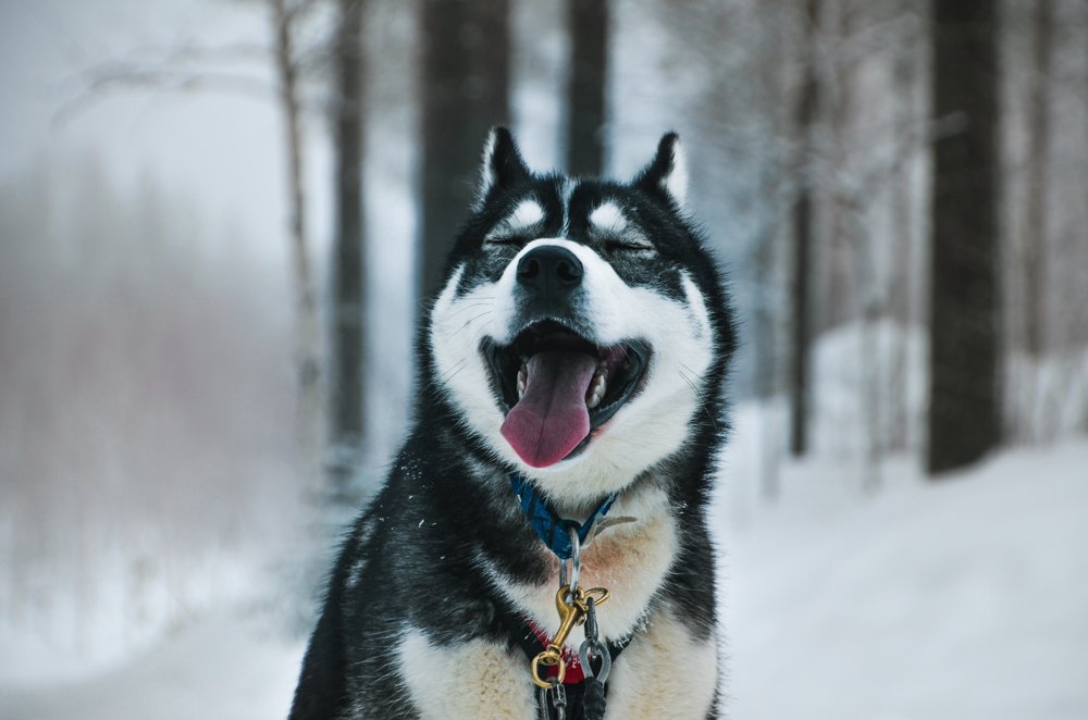 Best Husky safari