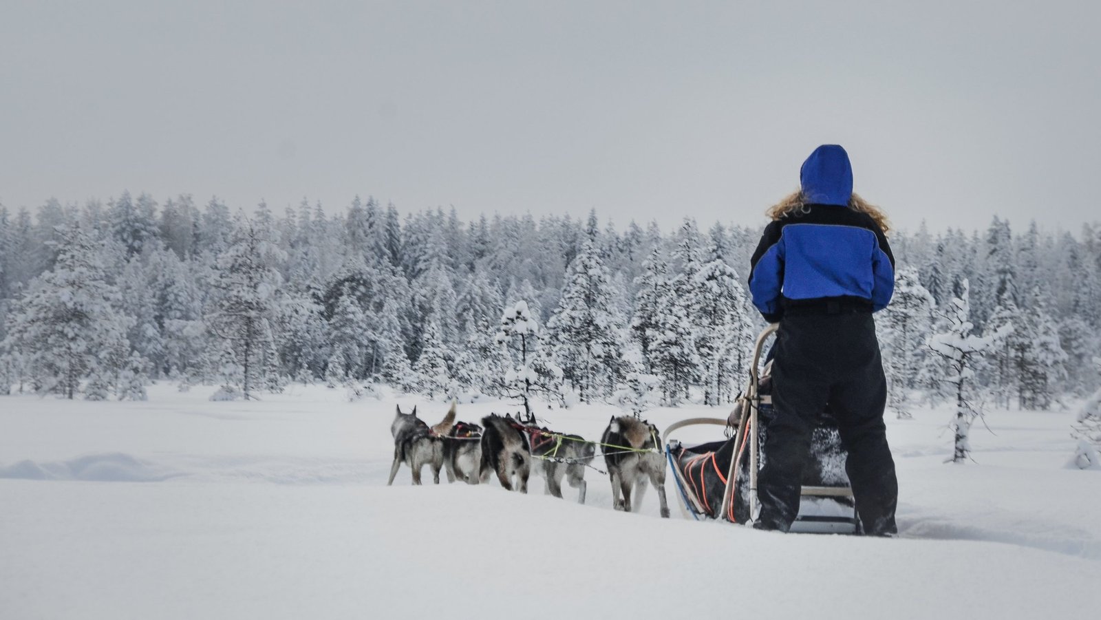 husky safari lapland