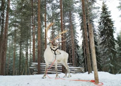 Reindeer Rovaniemi