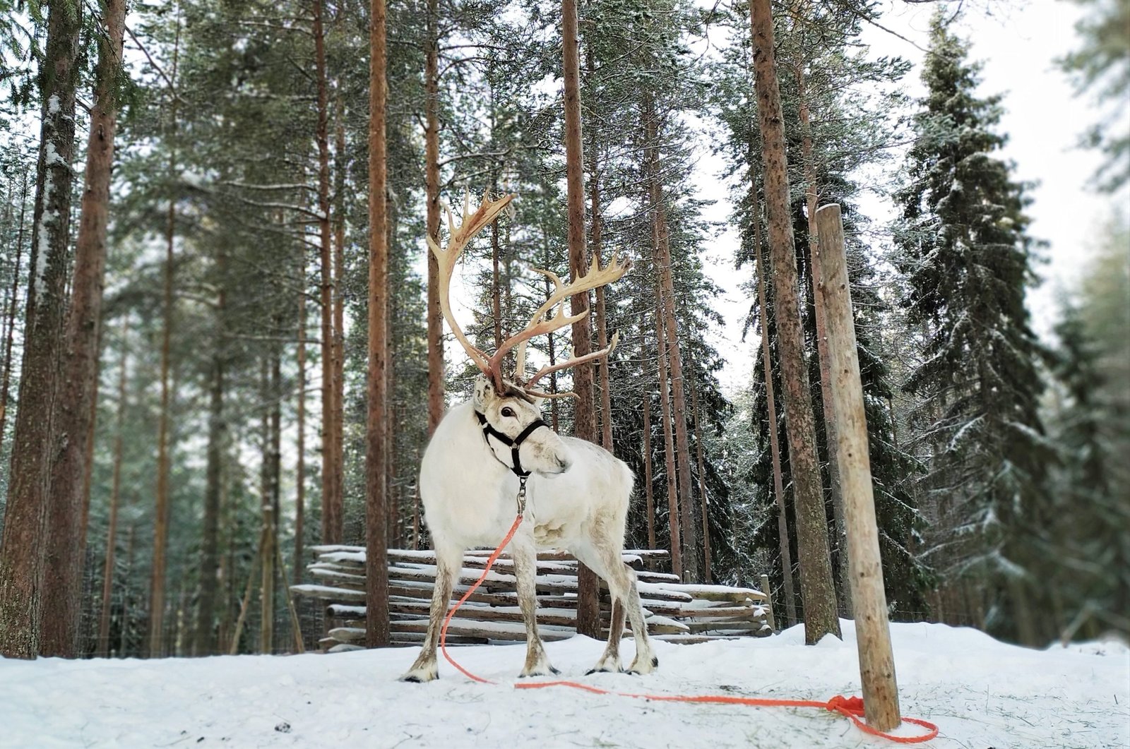 Reindeer Rovaniemi