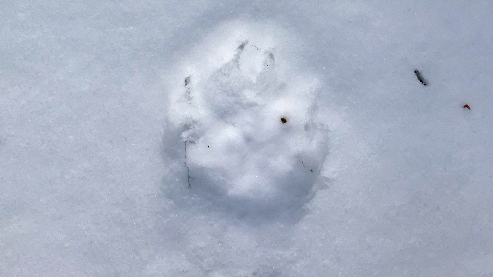 Wild Animal Footprint