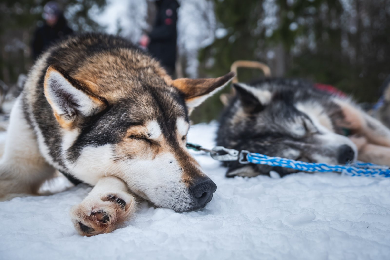 Long husky Safari from Roveniemi