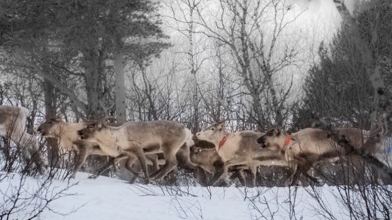 Snowmobile Trip Reindeer Sweden