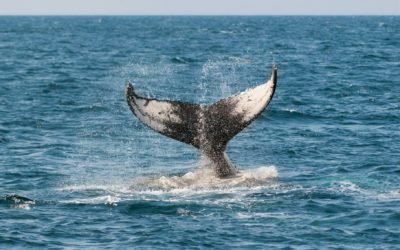 Croisière des Baleines depuis Tromsø (4 Jours)