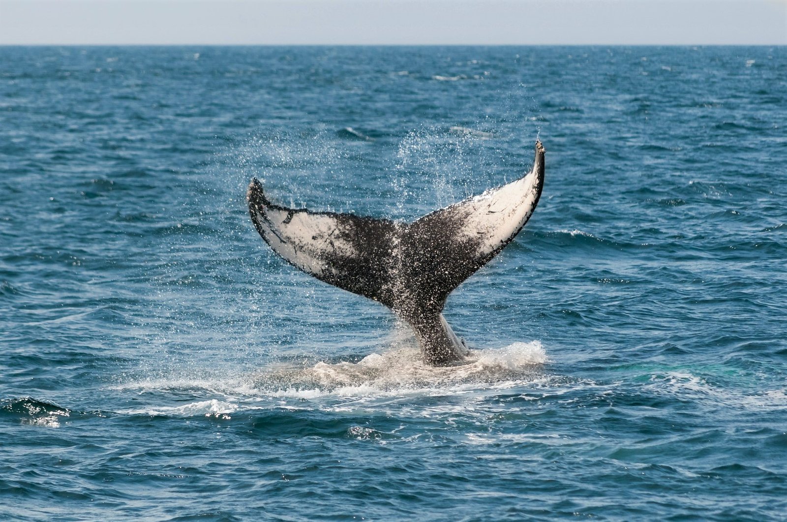 Whale Tromsø
