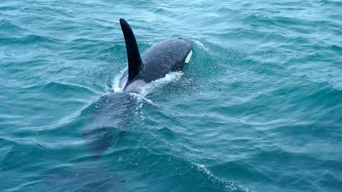 Whale Watching Trip Tromso