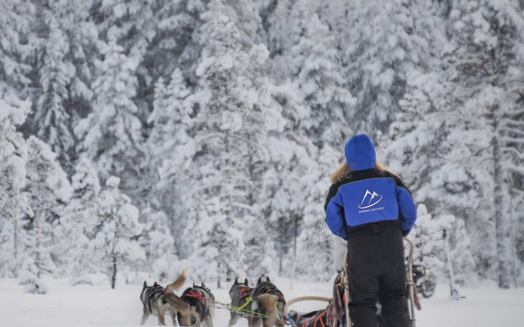 Aventure de 10km en Chiens de Traîneaux depuis Rovaniemi