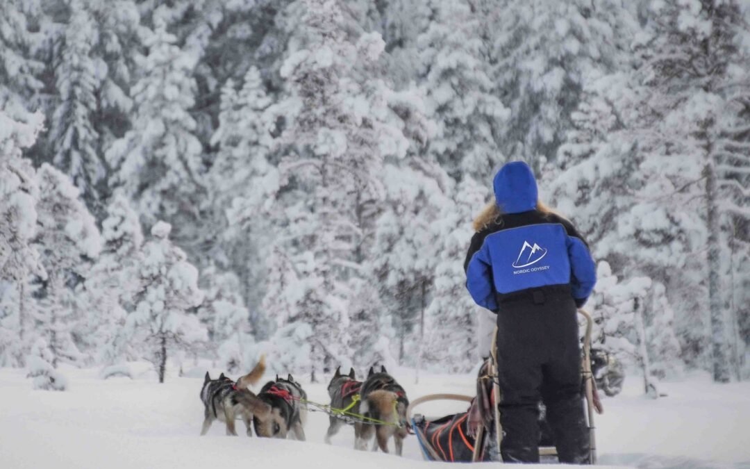 Husky Adventure from Rovaniemi (6-10km Safari)