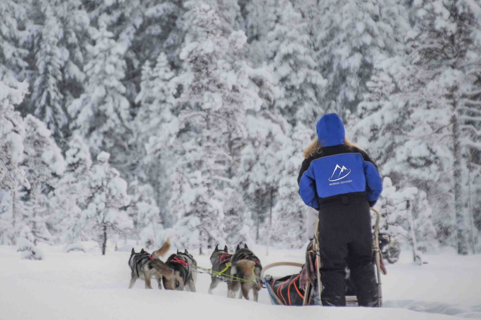 Husky Safari Rovaniemi