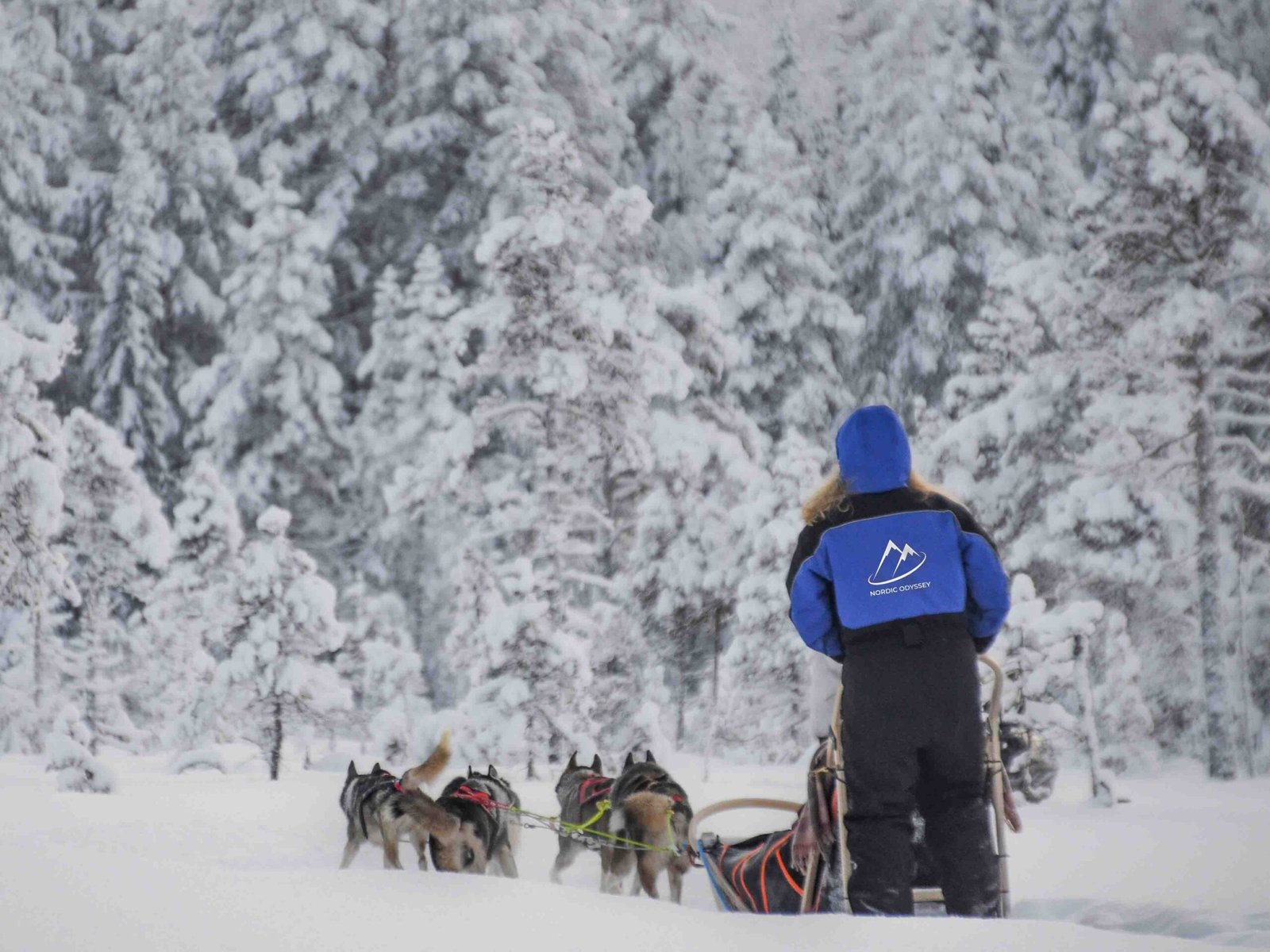 Husky Safari Rovaniemi Discount
