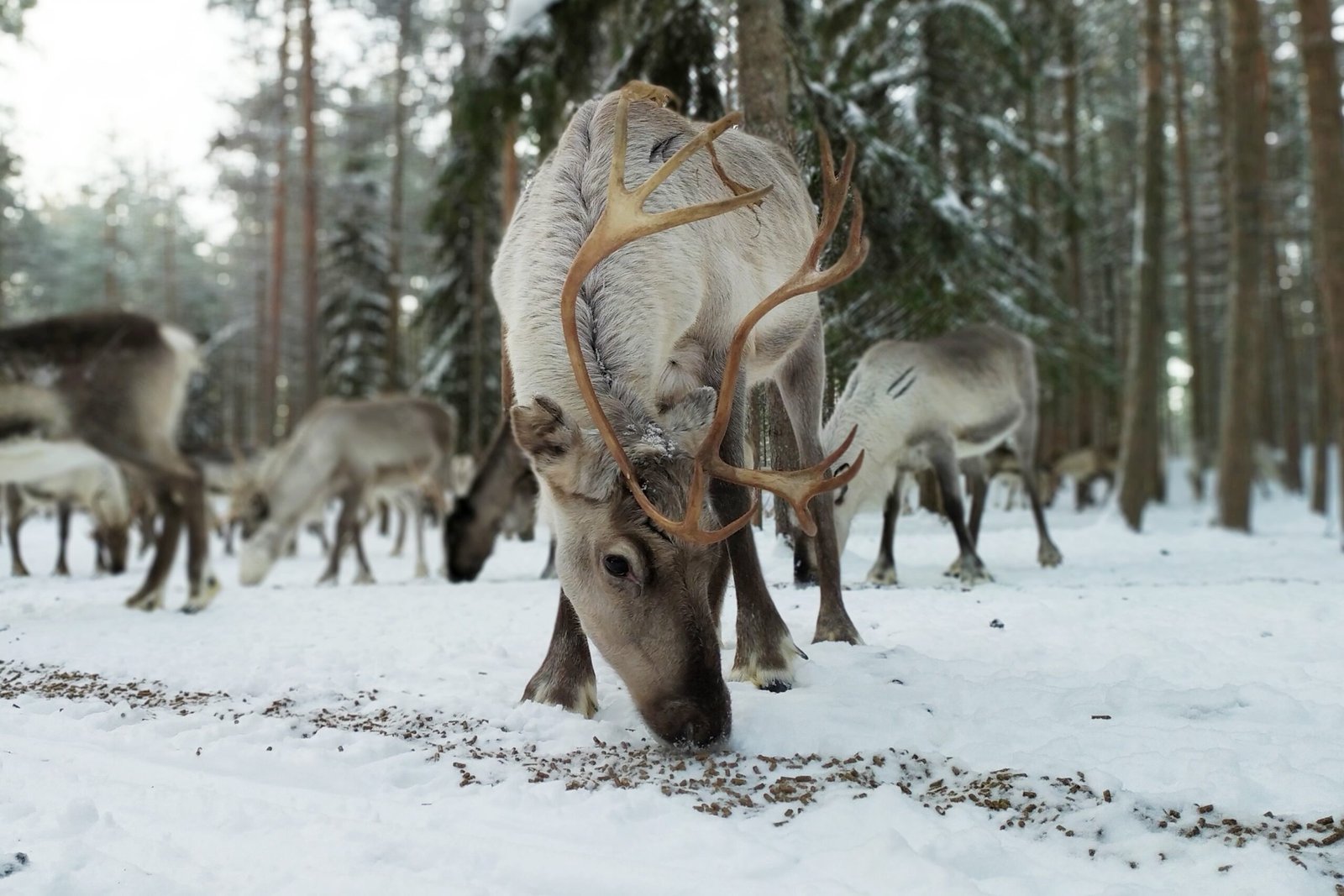 Reindeer Farm Visit Rovaniemi