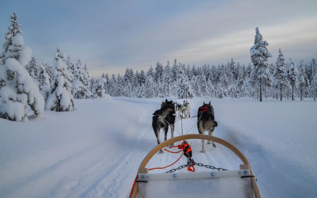 Team of huskies head deeper into the Lapland forest
