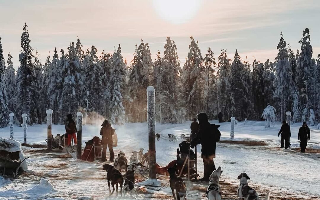 2 Hour Husky experience – 10km Husky Safari & Farm Visit
