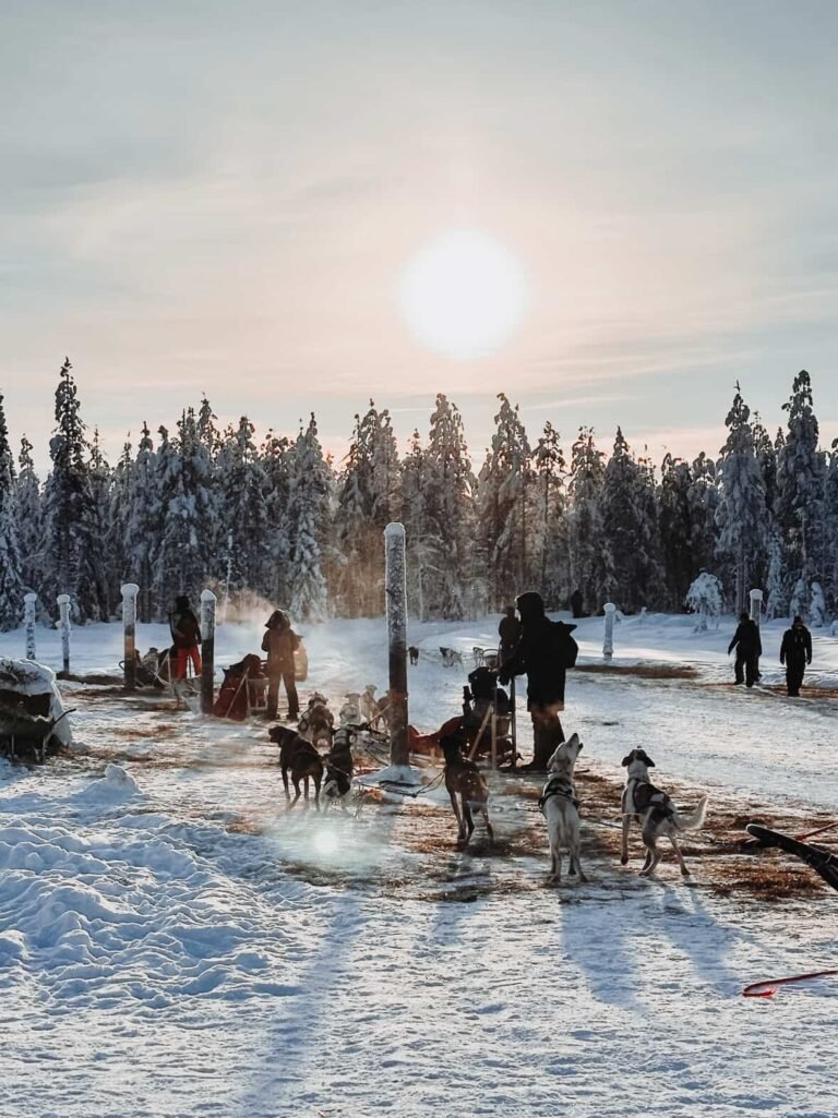 2 Hour Husky experience - 10km Husky Safari & Farm Visit — Image 1