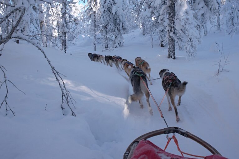 Excursion Combinée en Motoneige et Huskies