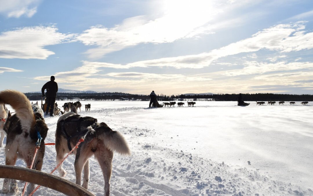 Snowmobile Adventure & Husky Safari in Levi