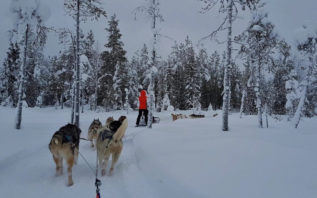 Husky Kennel Visit with Safari (5km) from Pyhä