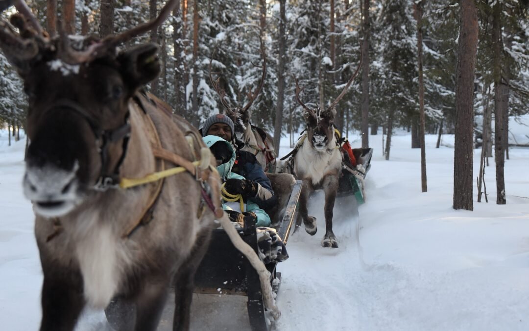 Snowmobile & Reindeer Safari in Levi