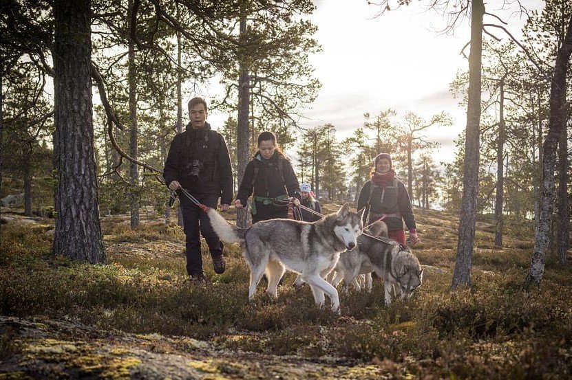 Husky Summer Rovaniemi