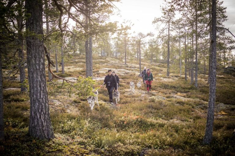 Husky walk — Image 1