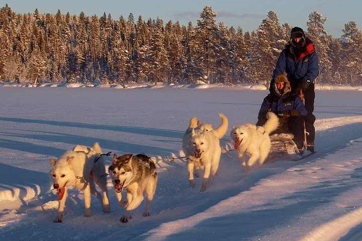 Long Dog Sled Safari in Swedish Lapland