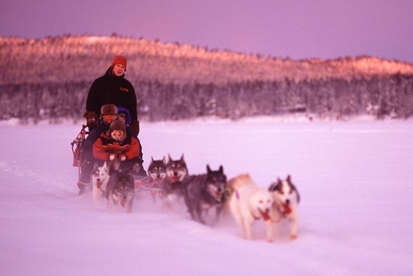 Short Dog Sled Safari in Swedish Lapland