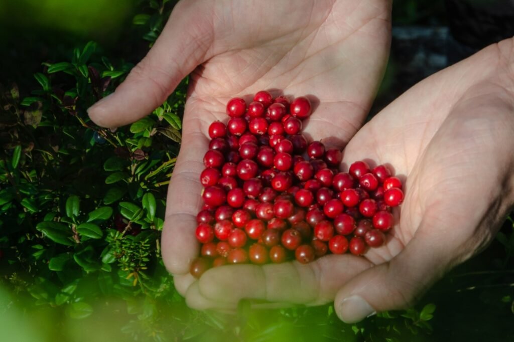 Autumn berry tour rovaniemi
