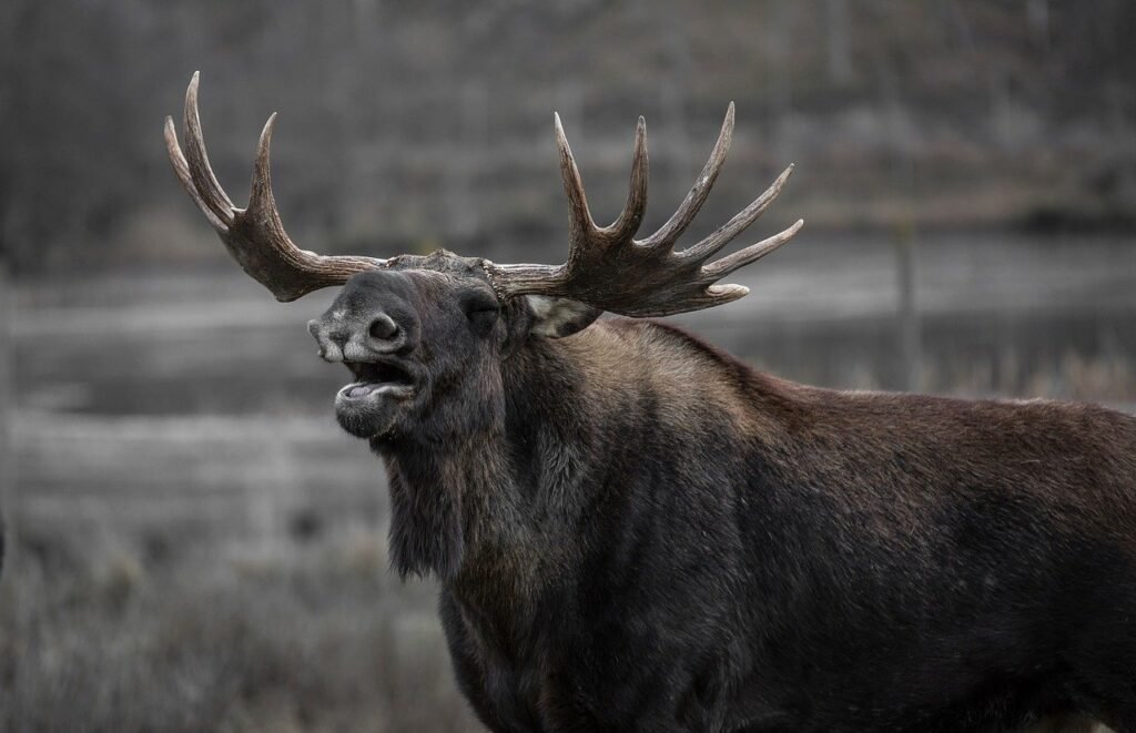 Moose Safari Autumn Rovaniemi