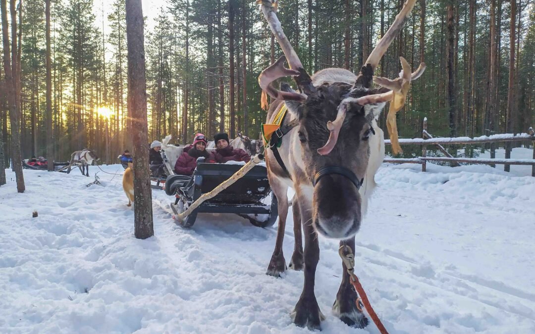 The Longest Reindeer Safari from Rovaniemi (7km)