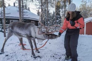 Long reindeer safari Rovaniemi renne