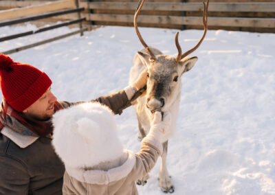 reindeer feed winter lapland levi snow