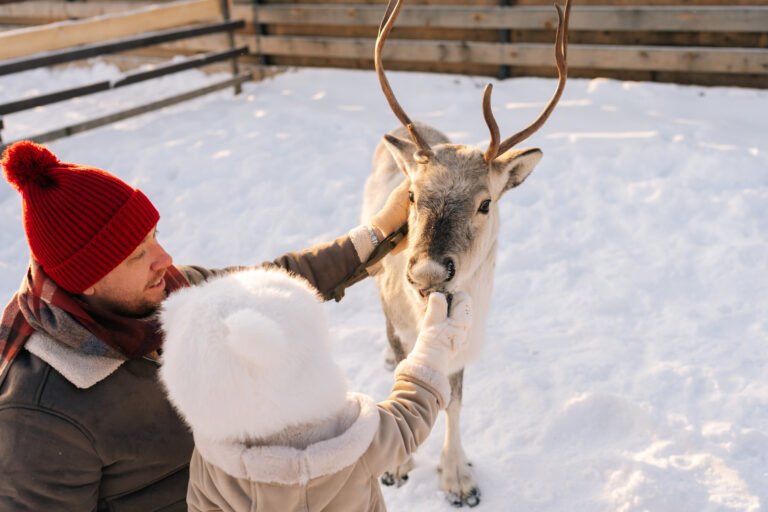 2c435e32-c4a0-454e-b285-f6d922558c5e reindeer feed winter lapland levi snow