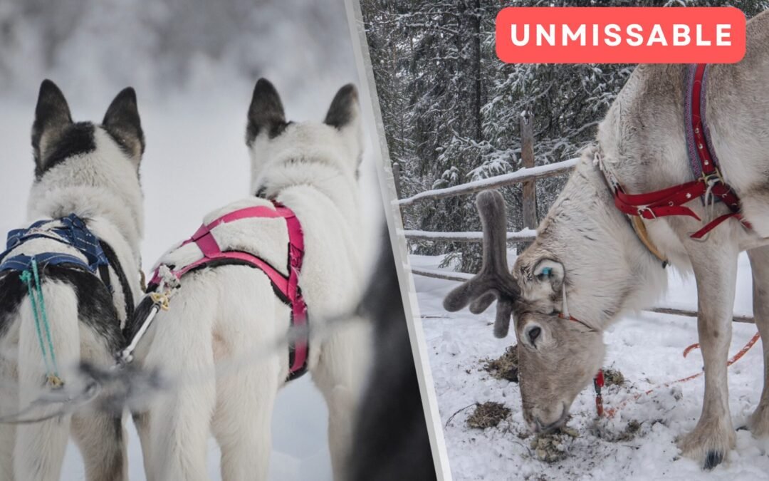 Premium Husky & Reindeer Safari Combo with Lunch