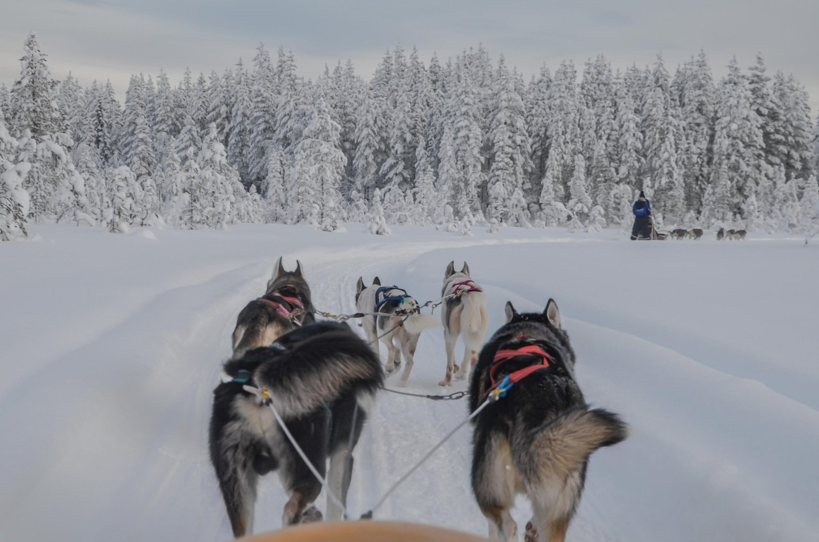 Husky Reindeer Combo