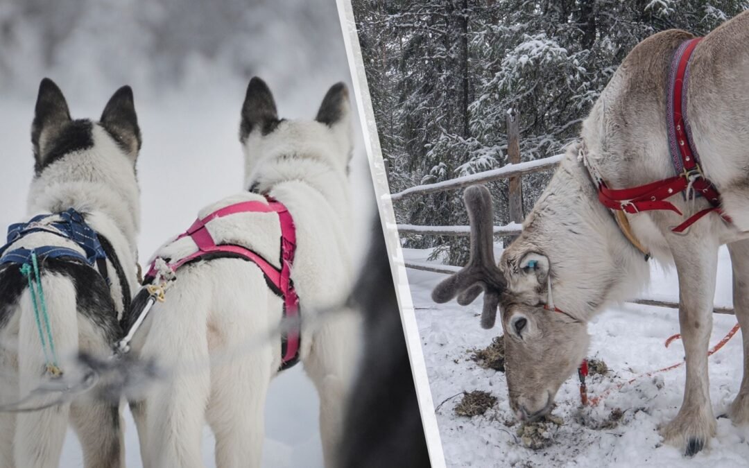 Premium Husky & Reindeer Safari Combo with Lunch