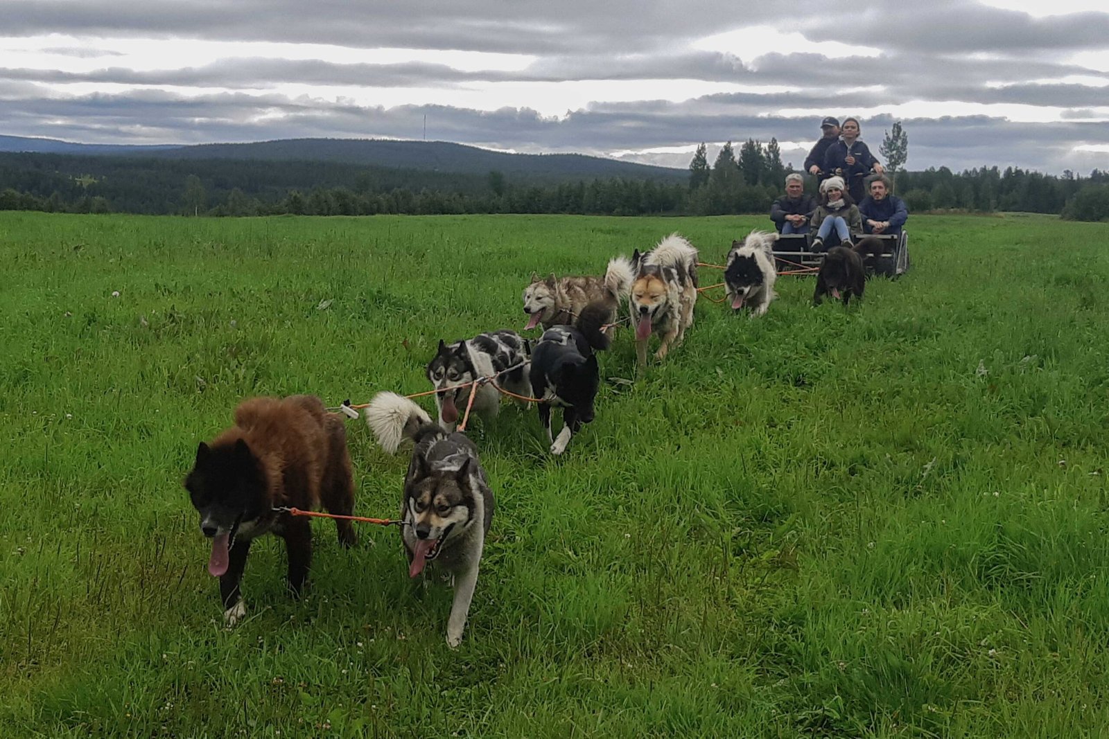 Rovaniemi September Dog Husky