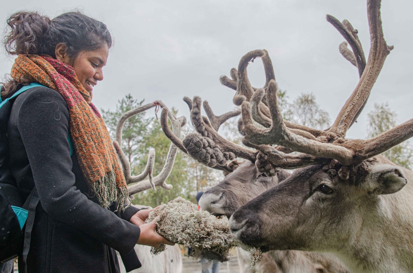 Rovaniemi September Reindeer