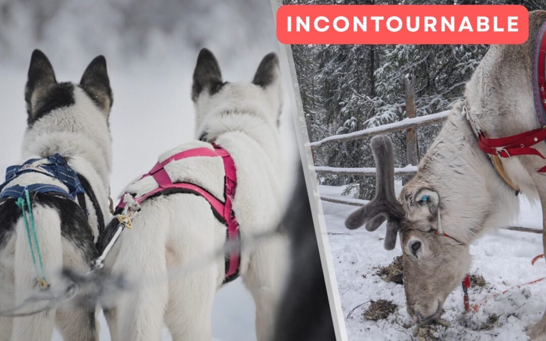 Combo Premium – Rennes & Chiens de Traîneaux