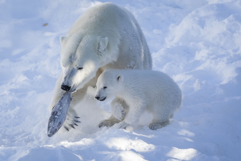 Ranua Famille Rovaniemi