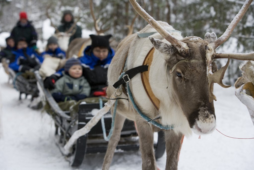 Renne Balade famille enfants Rovaniemi