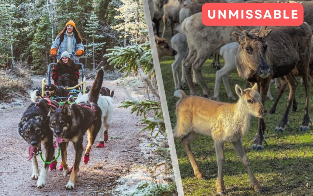 Reindeer & Husky Tour in Summer / Autumn