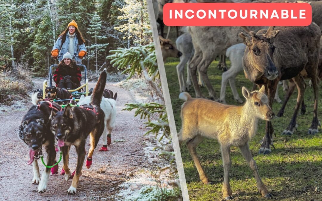 Rennes & Chiens de Traîneaux en Été / Automne