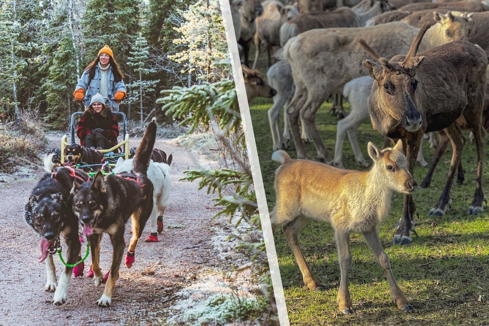 Reindeer Husky Summer Rovaniemi Lapland Autumn Rovaniemi