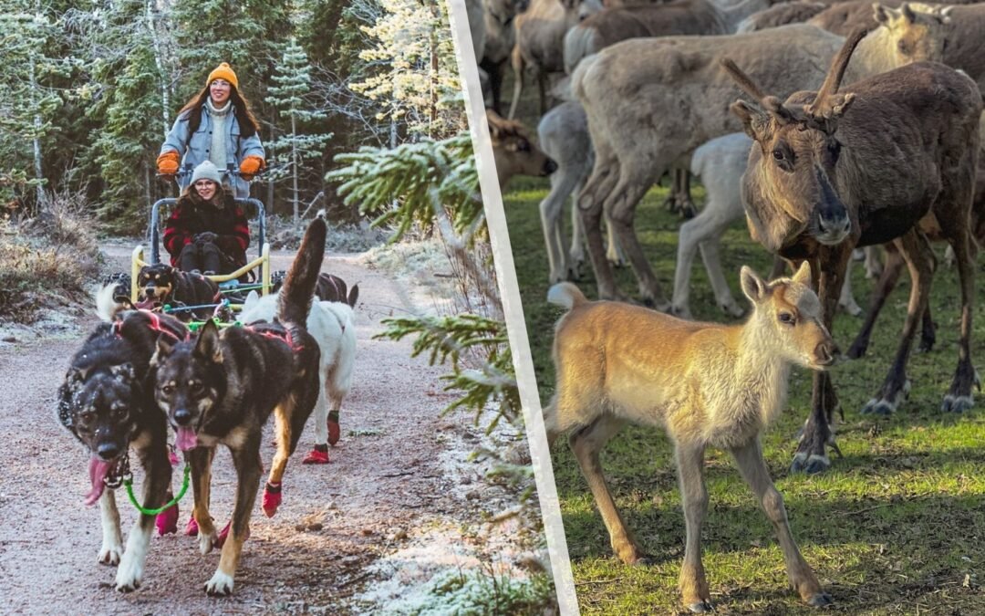 Rennes & Chiens de Traîneaux en Été / Automne