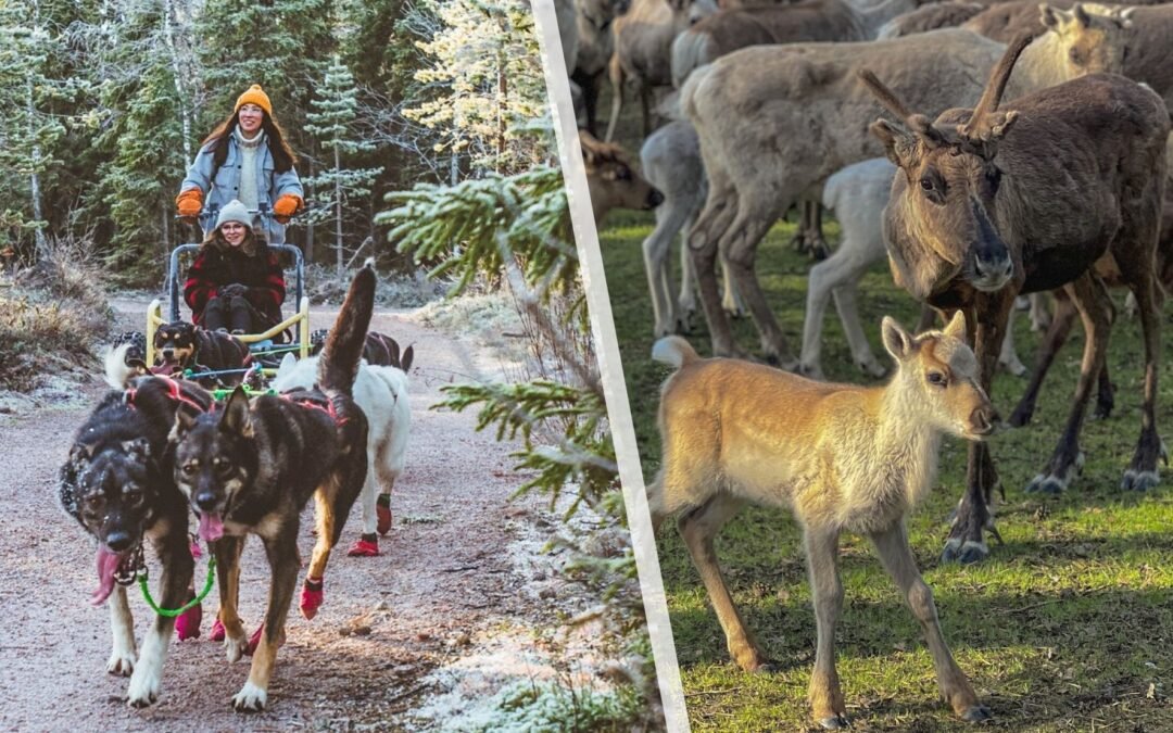 Rennes & Chiens de Traîneaux en Été / Automne