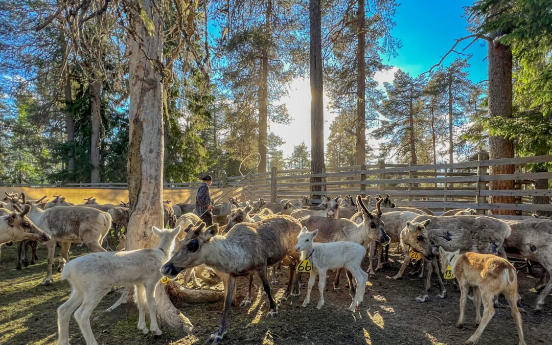 Reindeer & Husky Tour in Summer and Autumn