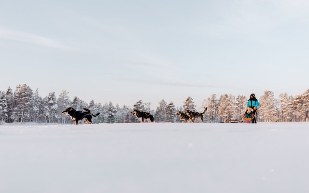 Husky Adventure with 12-18km Self-driven Safari
