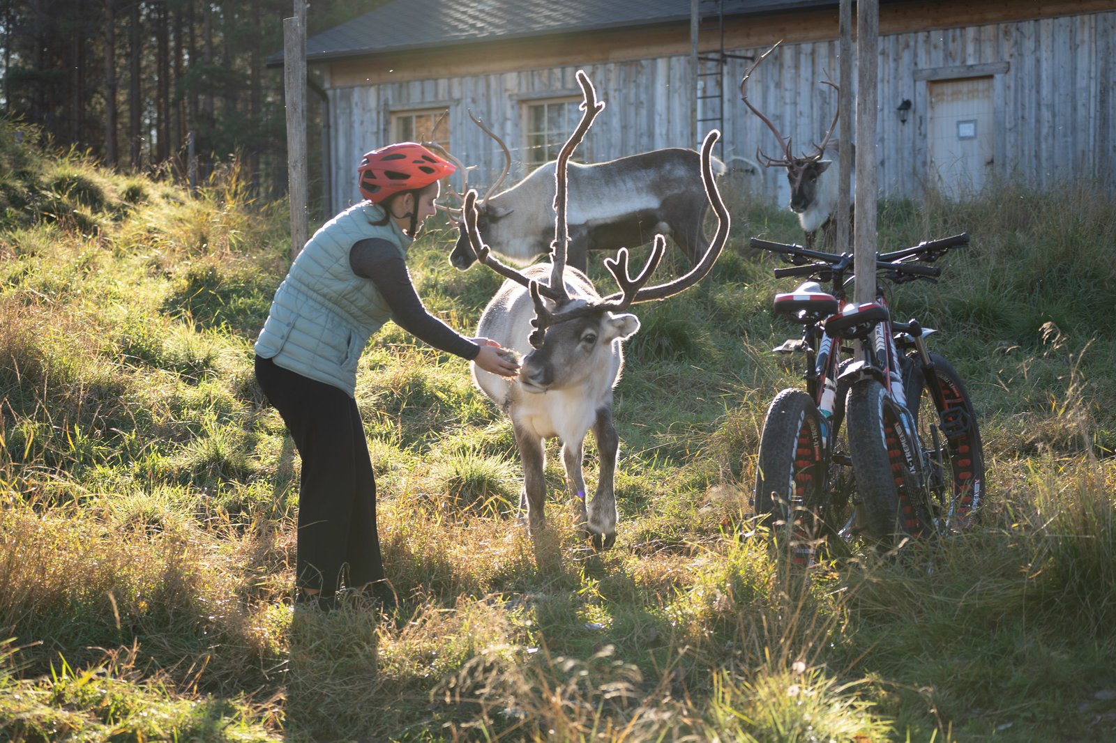 feeding reindeer