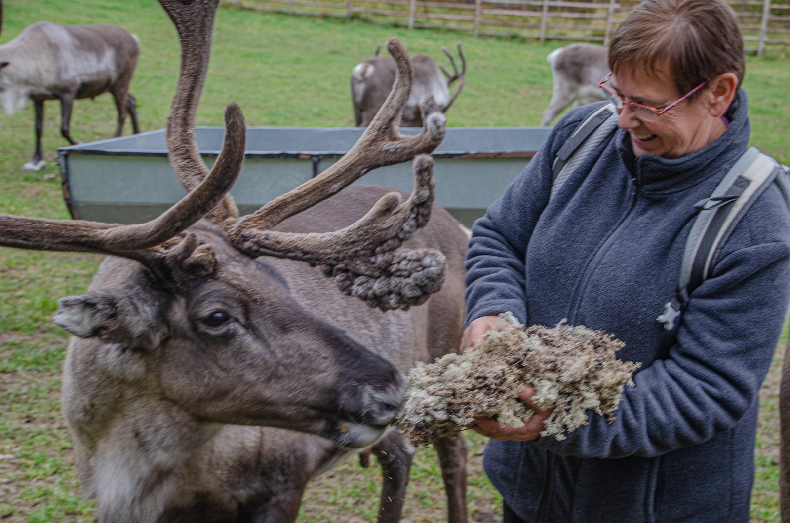 reindeer farm feeding Rovaniemi